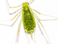Acyrthosiphon pisum